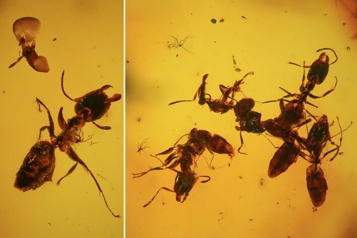 Several Fossil Ants (Formicidae) In Baltic Amber #84601